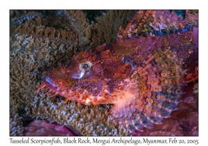 Tasseled Scorpionfish