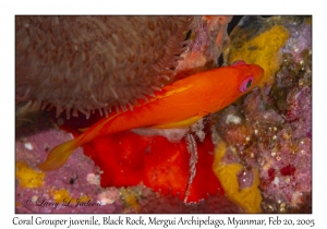 Coral Grouper juvenile