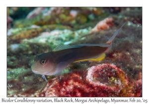 Bicolor Coralblenny variation