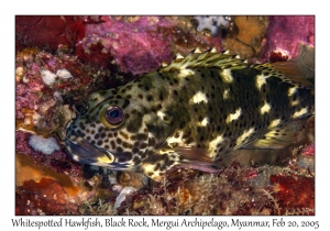 Whitespotted Hawkfish