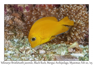 Yelloweye Bristletooth juvenile