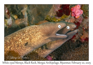 White-eyed Morays