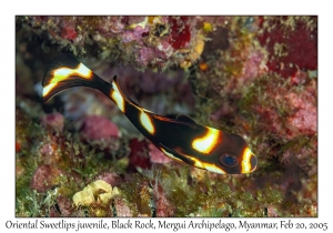 Oriental Sweetlips juvenile