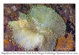 Magnificent Sea Anemone