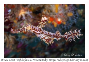 Ornate Ghost Pipefish female