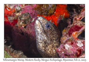 Yellowmargin Moray