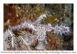 Ornate Ghost Pipefish female