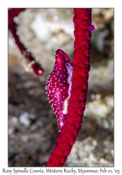Rosy Spindle Cowrie