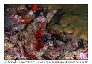 White-eyed Morays