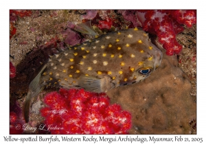 Yellow-spotted Burrfish