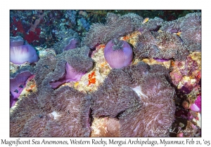 Magnificent Sea Anemones