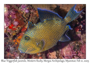 Blue Triggerfish juvenile