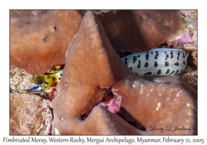 Fimbriated Moray