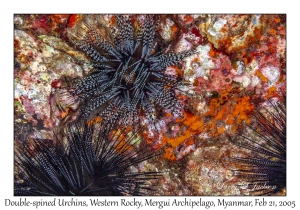 Double-spined Urchins