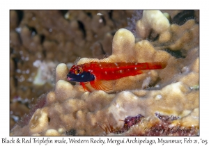 Black & Red Triplefin male