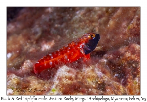 Black & Red Triplefin male