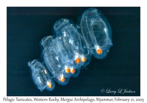 Pelagic Tunicates