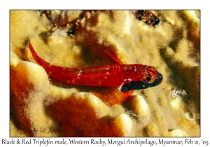 Black & Red Triplefin male