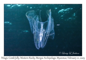 Comb Jelly