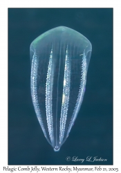 Pelagic Comb Jelly