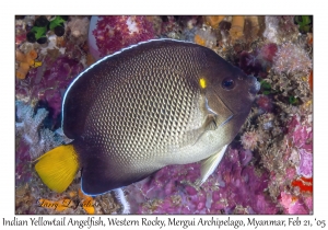 Indian Yellowtail Angelfish