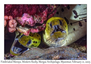 Fimbriated Morays