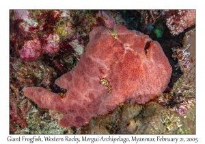 Giant Frogfish