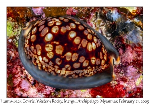 Hump-back Cowrie