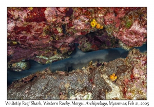 Whitetip Reef Shark