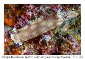 Beautiful Hypselodoris