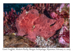 Giant Frogfish