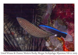 Lined Wrasse & Bluestreak Cleaner Wrasse