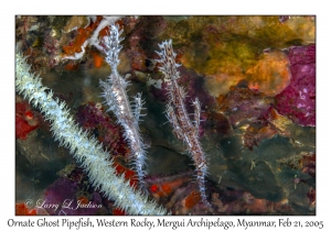 Ornate Ghost Pipefish