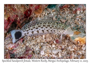 Speckled Sandperch female