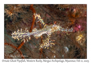 Ornate Ghost Pipefish