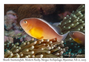 Skunk Anemonefish