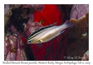 Bridled Monocle Bream juvenile