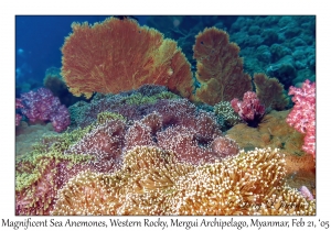 Magnificent Sea Anemones