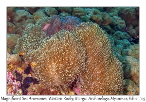 Magnificent Sea Anemones