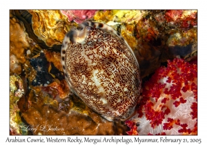 Arabian Cowrie