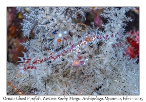 Ornate Ghost Pipefish