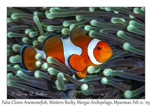 False Clown Anemonefish