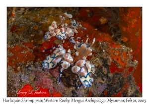 Harlequin Shrimp pair