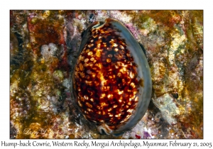 Hump-back Cowrie