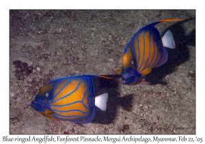 Blue-ringed Angelfish