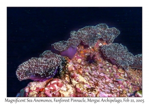 Magnificent Sea Anemones