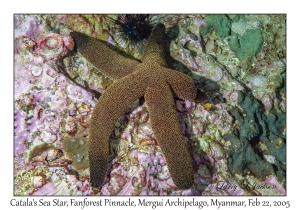 Catala's Sea Star