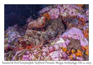 Tasseled & Devil Scorpionfish