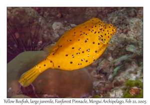 Yellow Boxfish