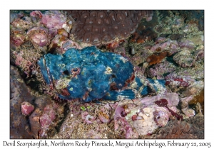 Devil Scorpionfish